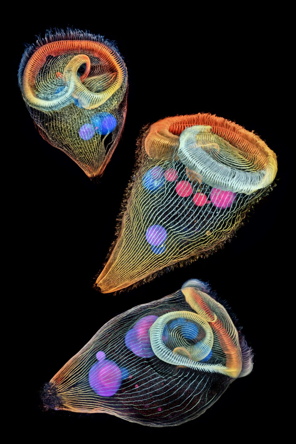 Teeny tiny single-cell freshwater protozoans.