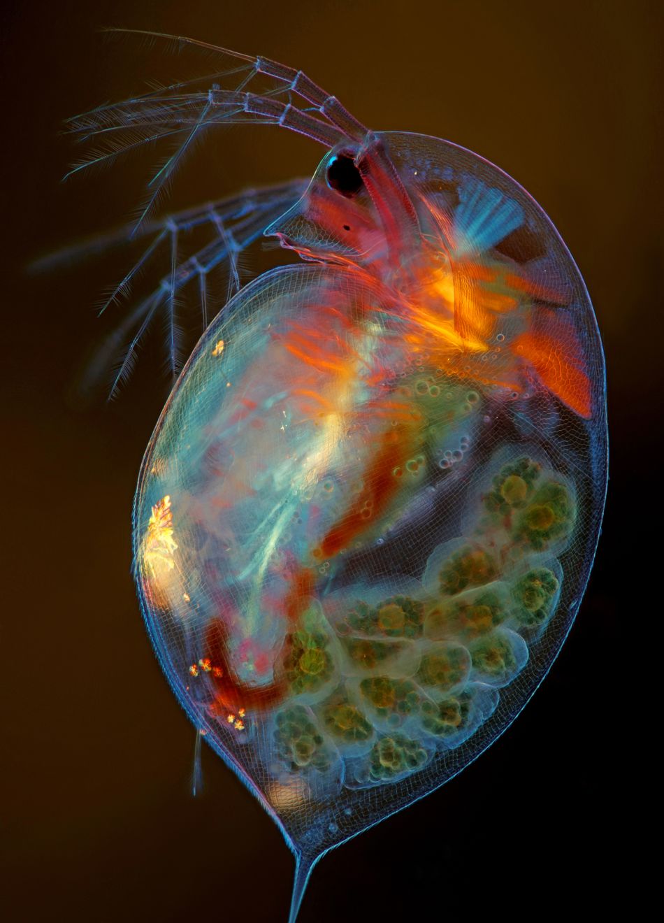 This small planktonic crustacean is pregnant.